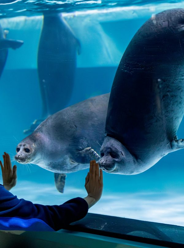 At the Top + Dubai Aquarium + UnderWater Zoo redsand tourism