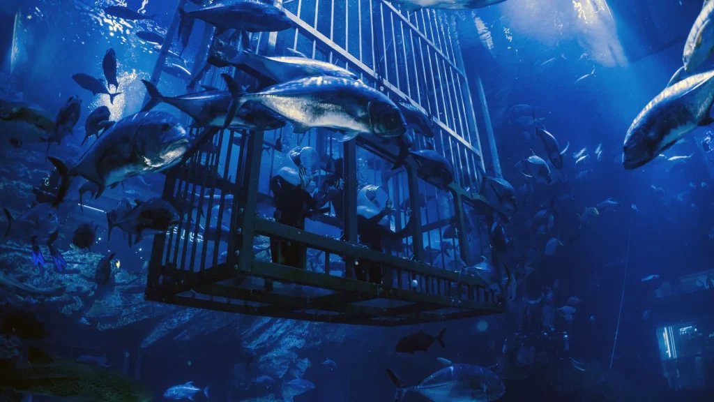 Dubai Aquarium & Underwater Zoo- Redsand -DMC-1