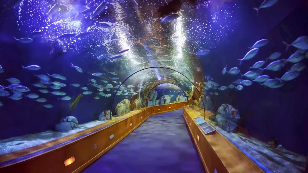 Dubai Aquarium & Underwater Zoo- Redsand -DMC-4