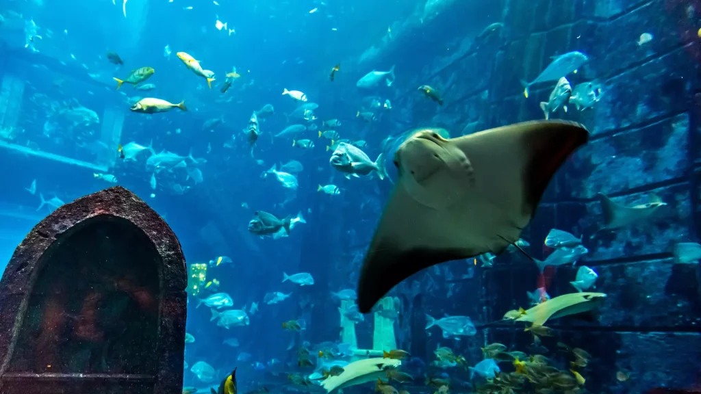 Dubai Aquarium & Underwater Zoo- Redsand -DMC-5