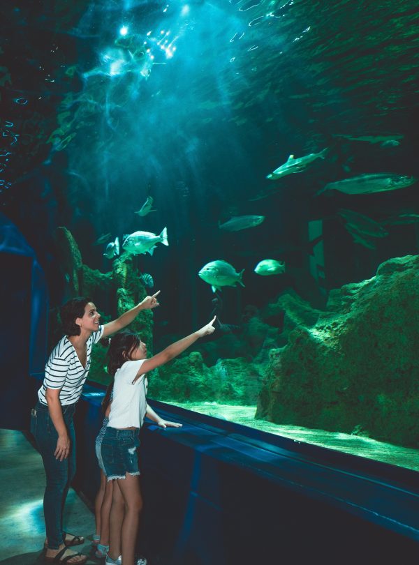 Dubai Aquarium & Underwater Zoo - Redsand Dubai