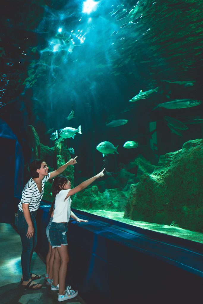 Dubai Aquarium & Underwater Zoo - Redsand Dubai