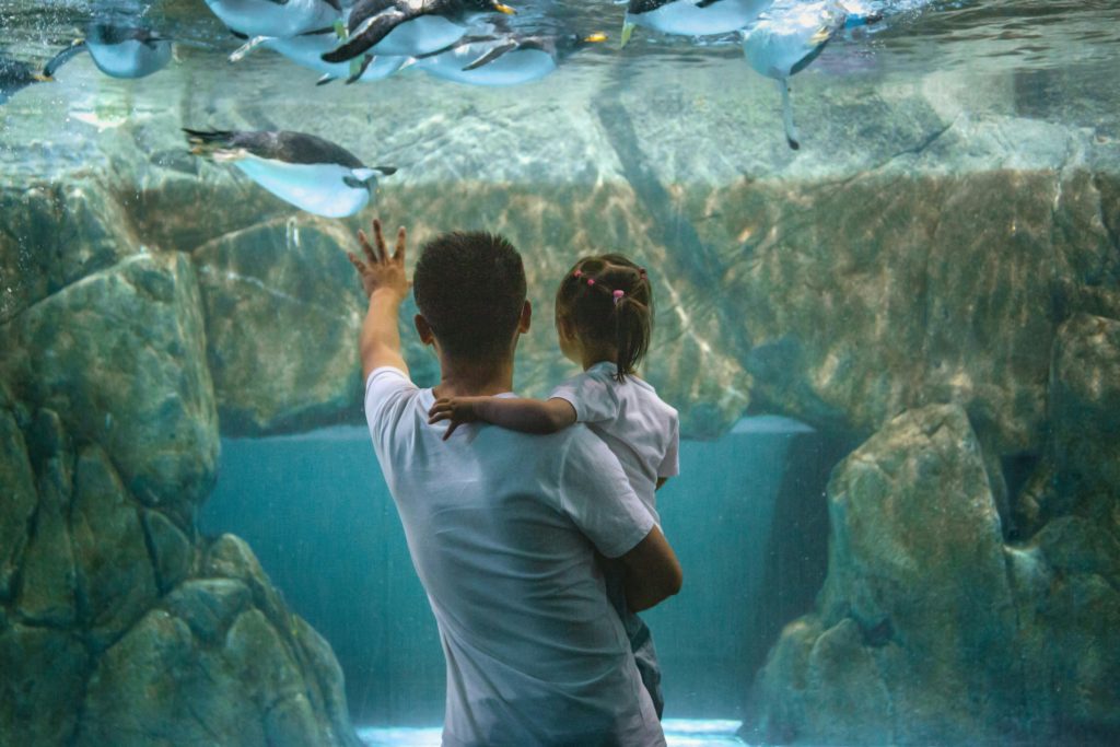 Dubai Aquarium & Underwater Zoo - Redsand Dubai DMC