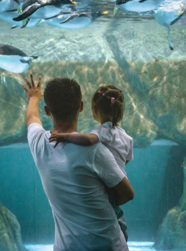 Dubai Aquarium & Underwater Zoo - Redsand Dubai DMC