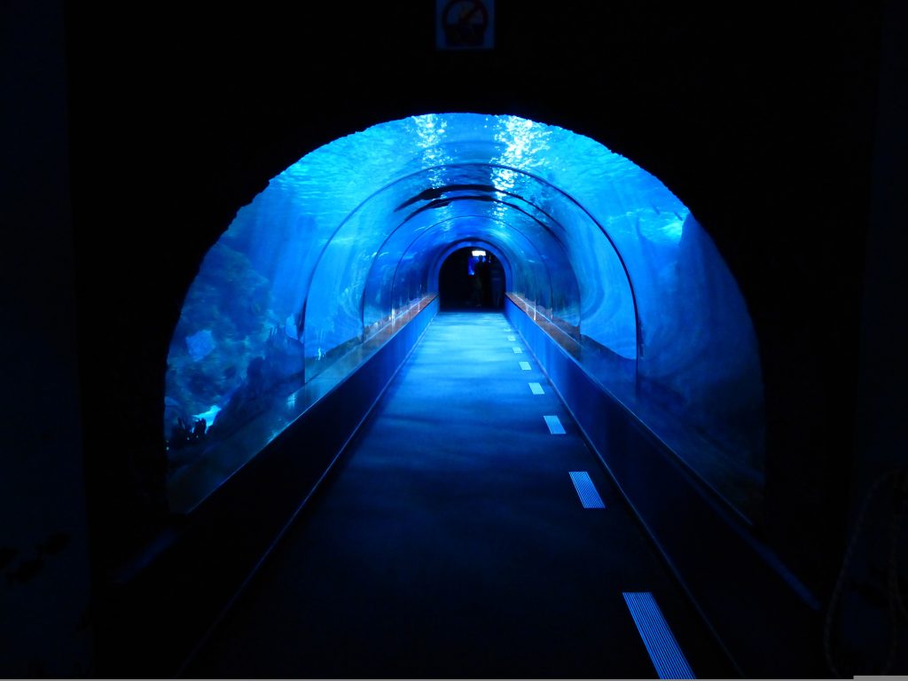 Dubai Aquarium & Underwater Zoo- blue ocean- redsand dubai