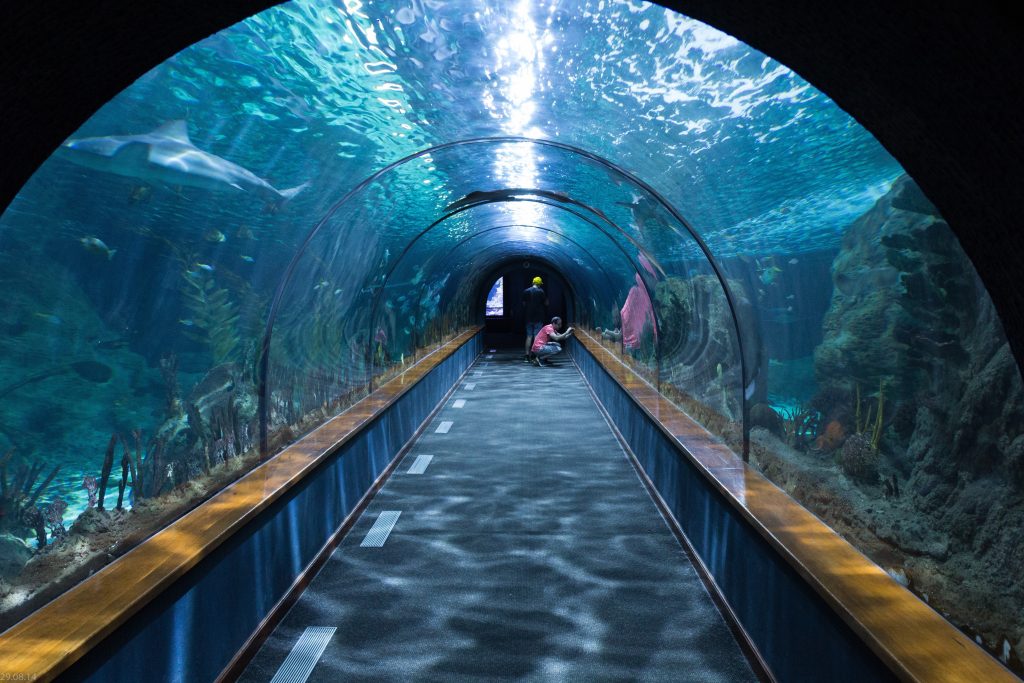 Dubai Aquarium & Underwater Zoo -redsand Tourism- dmc Dubai