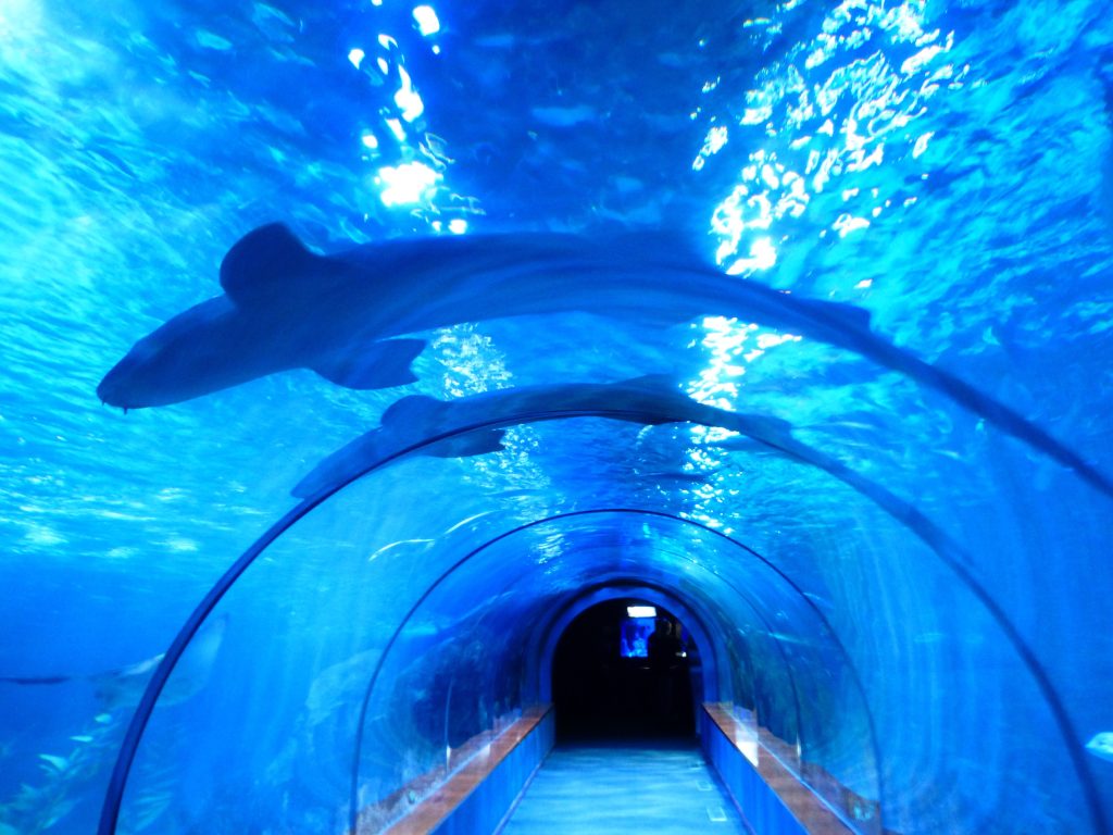 Dubai Aquarium & Underwater Zoo- redsand dubai- dmc