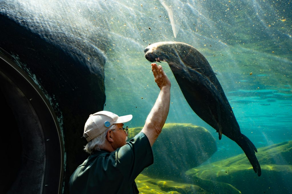 Dubai Aquarium & Underwater Zoo- seal - Redsand Dubai
