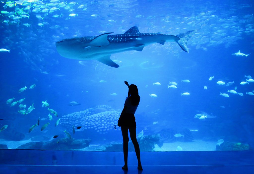 Dubai Aquarium & Underwater zoo redsand