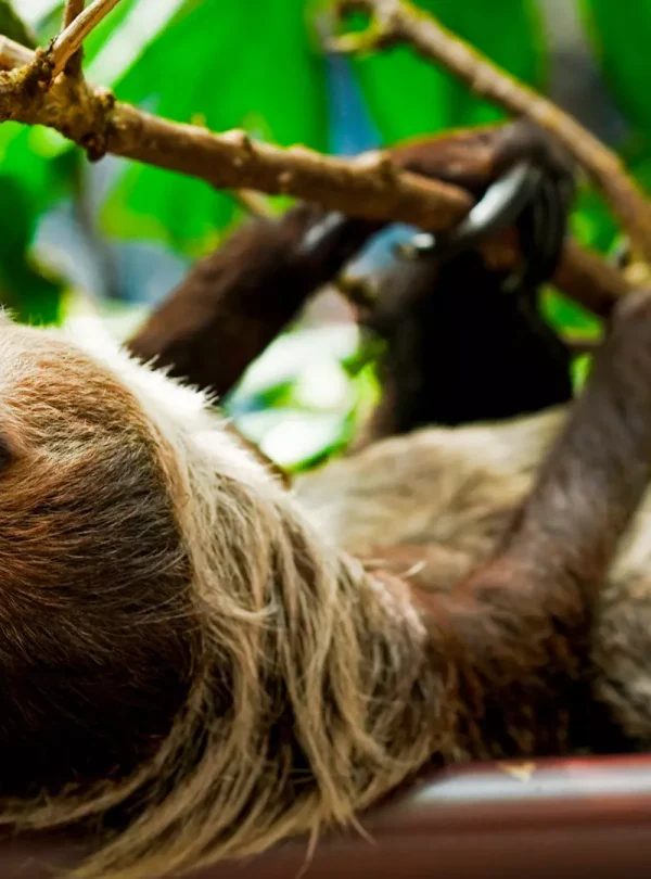 The Green Planet-Dubai-Redsand-DMC-Ticket-11