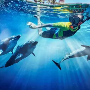 Dolphin Bay at Atlantis the Palm