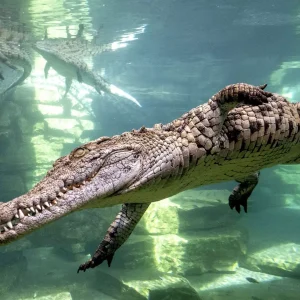 Dubai Crocodile Park-Redsand Tourism-03