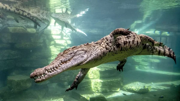 Dubai Crocodile Park-Redsand Tourism-03
