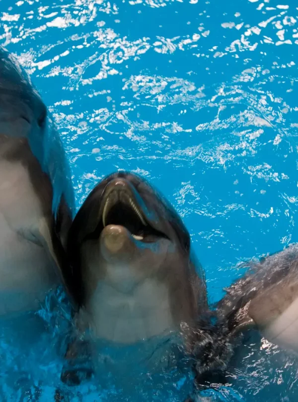 Dubai Dolphinarium Tickets-Redsand Tourism-02