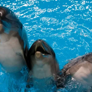 Dubai Dolphinarium Tickets-Redsand Tourism-02