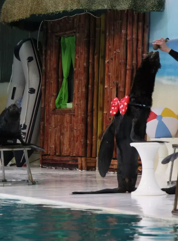 Dubai Dolphinarium Tickets-Redsand Tourism-03
